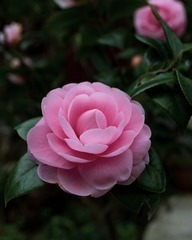 茶花