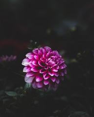 大丽花