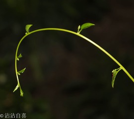 藏