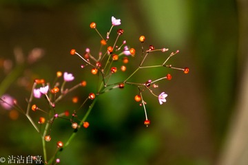 再来小花