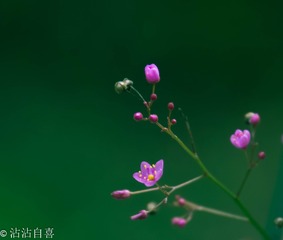 小花！