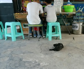关于二货主人的传说