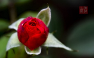 _DSC6419-1
