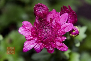 _DSC7385-1
