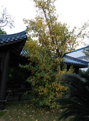 腊梅