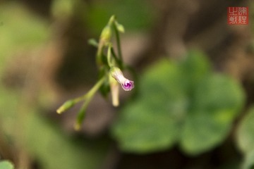 _DSC2931