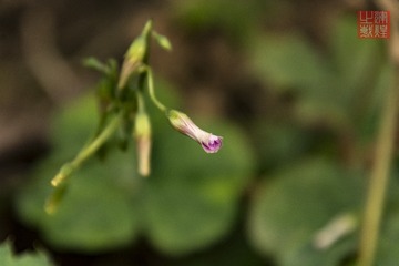 _DSC2932