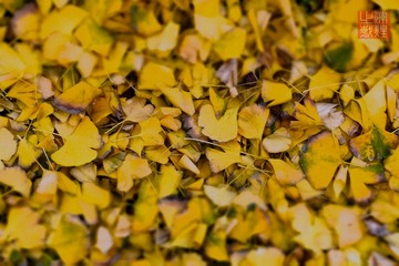 _DSC2913