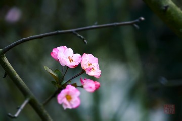 _DSC2770