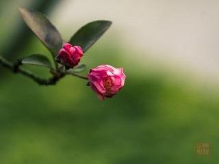 _DSC2870