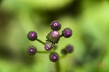 _DSC2688