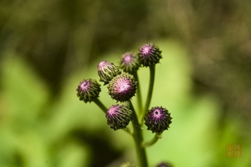 _DSC2690