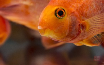 _DSC6377