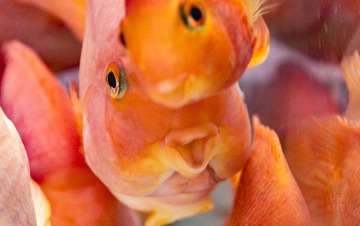 _DSC6380