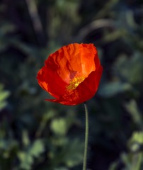 _DSC5465