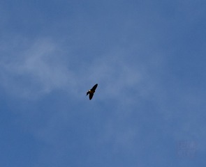 _DSC6784