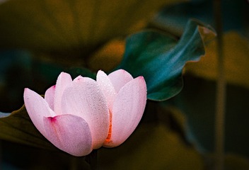 荷花---②
