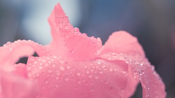 雨美人
