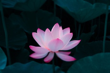 荷花---④