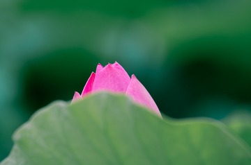 荷花---⑤