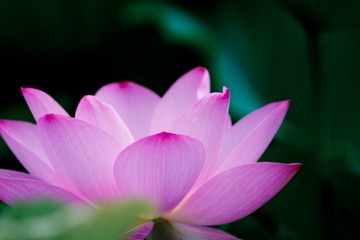 荷花---⑥