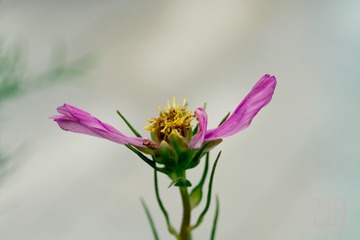 _DSC6061