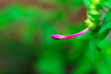 紫茉莉