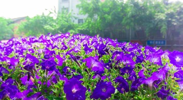 花坛