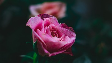 一枝玫瑰花