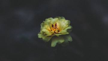 _DSC0078