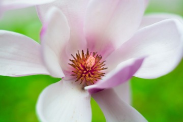 白玉兰