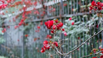 _DSC6101