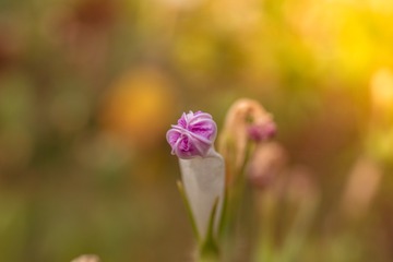 _DSC8562