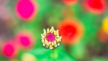 花咕嘟