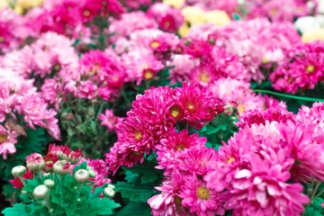 菊花---④
