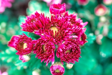 菊花---⑤