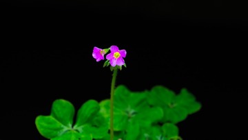 两朵小花