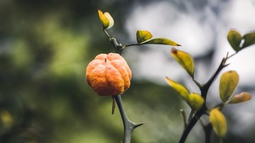 这个叫荆棘果吧