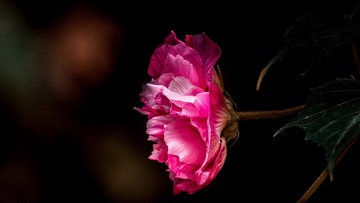 芙蓉花开