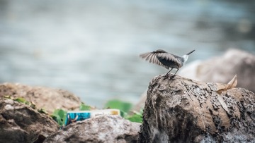 那些拍糊了的鸟儿们---指挥家