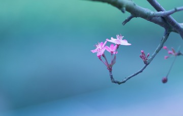 花花草草新年好