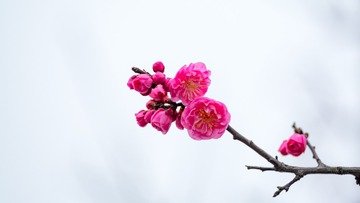 花花草草---新年好之二