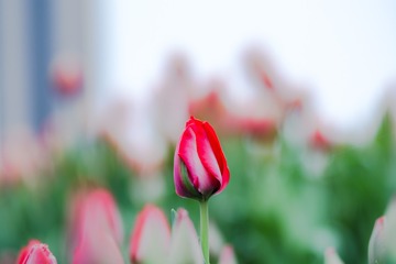 花花草草---郁金香