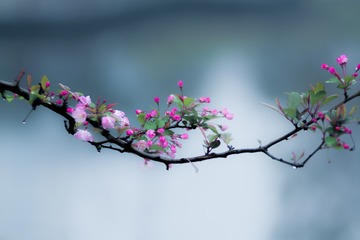 花花草草---雨中的垂丝海棠