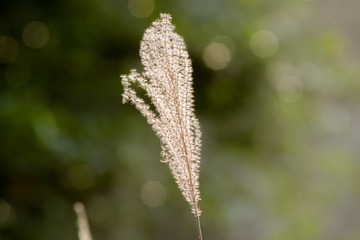 花花草草---芦苇花