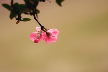 迷人的小钢炮---海棠22