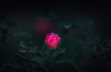 迷人的小钢炮---暗影蔷薇