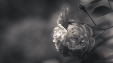 花花草草---蔷薇