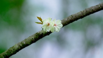花花草草---樱
