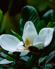 花花草草---广玉兰